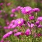 100 PCS Seeds Aster Novi-belgii Flower Home Garden