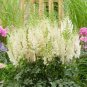 100 PCS Seeds Astilbe Chinensis Seeds Light Yellow Color