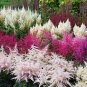100 PCS Seeds Astilbe Seeds Mixed Red Blue White Pink Colors