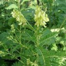 20 PCS Seeds Astragalus Herb Plant