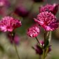 20 PCS Seeds Astrantia Major-hybrida 'Ruby Cloud' Hattie's Pincushion Flower