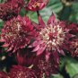 20 PCS Seeds Astrantia Major-hybrida 'Ruby Cloud' Hattie's Pincushion Flower
