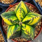 10 PCS Seeds Astrophytum ornatum Rare Succulent 10 PCS Seeds Astrophytum ornatum Rare Succulent