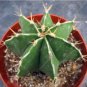 10 PCS Seeds Astrophytum ornatum Rare Succulent