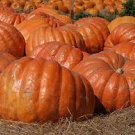 6 PCS Seeds Atlantic Giant Pumpkin