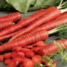 100 PCS Seeds Atomic Carrot 100 PCS Seeds Atomic Carrot