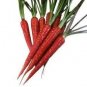 100 PCS Seeds Atomic Carrot
