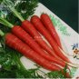 100 PCS Seeds Atomic Carrot