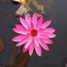 1 PCS Seeds AU Pink Water Lily Nymphaea Flower