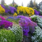 100 PCS Seeds Aubrieta Cascade Bonsai Purple Flower Plants
