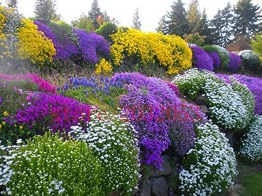 100 PCS Seeds Aubrieta Cascade Bonsai Purple Flower Plants
