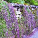 100 PCS Seeds Aubrieta Cultorum