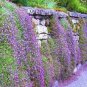 100 PCS Seeds Aubrieta Cultorum