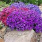 100 PCS Seeds Aubrieta Cultorum