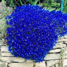100 PCS Seeds Aubrieta cultorum Rock Cress Seeds Dark Blue Flowers 100 PCS Seeds Aubrieta cultorum Rock Cress Seeds Dark Blue Flowers