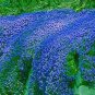 100 PCS Seeds Aubrieta cultorum Rock Cress Seeds Dark Blue Flowers