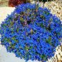 100 PCS Seeds Aubrieta cultorum Rock Cress Seeds Dark Blue Flowers