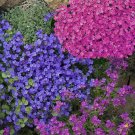 100 PCS Seeds Aubrieta Cultorum Seeds Rock CRESS Plant 100 PCS Seeds Aubrieta Cultorum Seeds Rock CRESS Plant