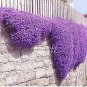100 PCS Seeds Aubrieta Cultorum Seeds Rock CRESS Plant