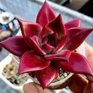 5 PCS Seeds aurus Echeveria Agavoides Romeo