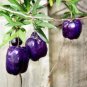 10 PCS Seeds Australia Heirloom Purple Apple-berry