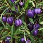 10 PCS Seeds Australia Heirloom Purple Apple-berry