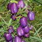 10 PCS Seeds Australia Heirloom Purple Apple-berry