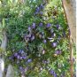 10 PCS Seeds Australia Heirloom Purple Apple-berry