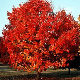 20 PCS Seeds Autumn Blaze Red Maple Tree