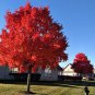 20 PCS Seeds Autumn Blaze Red Maple Tree