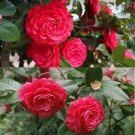 100 PCS Seeds Available Many Varieties Camellia Flores Potted Plants