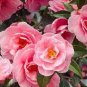 100 PCS Seeds Available Many Varieties Camellia Flores Potted Plants