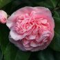 100 PCS Seeds Available Many Varieties Camellia Flores Potted Plants