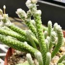 10 PCS Seeds Avonia Albissima