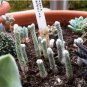 10 PCS Seeds Avonia Albissima