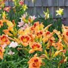 150 PCS Seeds aylily Flower White Flowers with Light Orange Flowers