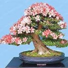 100 PCS Seeds Azalea Bonsai Easy to Grow Rhododendron Flower Bonsai 100 PCS Seeds Azalea Bonsai Easy to Grow Rhododendron Flower Bonsai