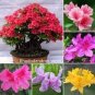 100 PCS Seeds Azalea Bonsai Easy to Grow Rhododendron Flower Bonsai
