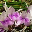100 PCS Seeds Bag are Kaempferia rotunda Bonsai 100 PCS Seeds Bag are Kaempferia rotunda Bonsai