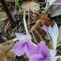 100 PCS Seeds Bag are Kaempferia rotunda Bonsai
