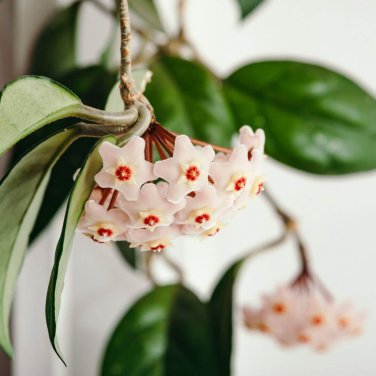 100 PCS Seeds Bag Hoya Kerrii Bonsai (Hoya Kerrii) Family Bonsai