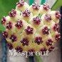 100 PCS Seeds Bag Hoya Kerrii Bonsai (Hoya Kerrii) Family Bonsai