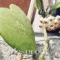 100 PCS Seeds Bag Hoya Kerrii Bonsai (Hoya Kerrii) Family Bonsai