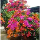50 PCS Seeds Bag Rare Bougainvillea