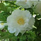 5 PCS Seeds Bai Dew' Snow-white Peony Tree Flower