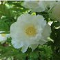 5 PCS Seeds Bai Dew' Snow-white Peony Tree Flower