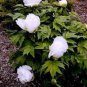 5 PCS Seeds Bai Dew' Snow-white Peony Tree Flower