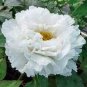 5 PCS Seeds Bai Dew' Snow-white Peony Tree Flower