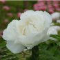 5 PCS Seeds Bai Dew' Snow-white Peony Tree Flower