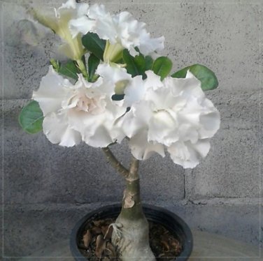 2 PCS Seeds Bai Nangzi' White Wrinkled Adenium Desert Rose
